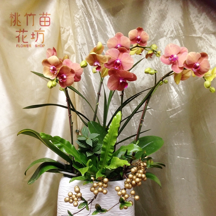 (003) 蘭花盆花