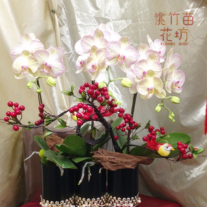 (005) 蘭花盆花