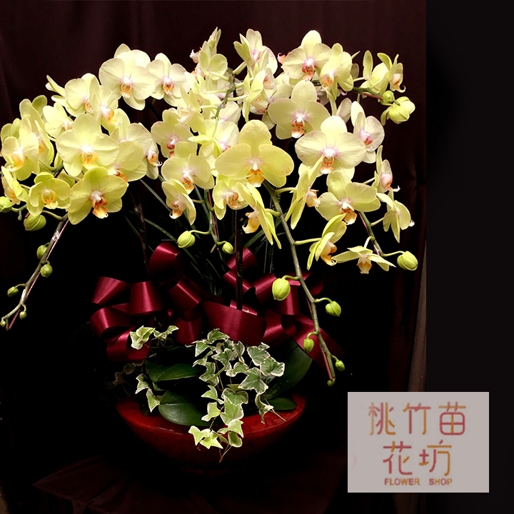 (006) 蘭花盆花