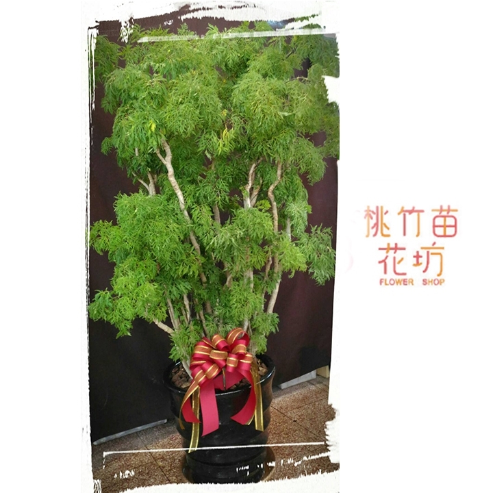 (004) 富貴樹