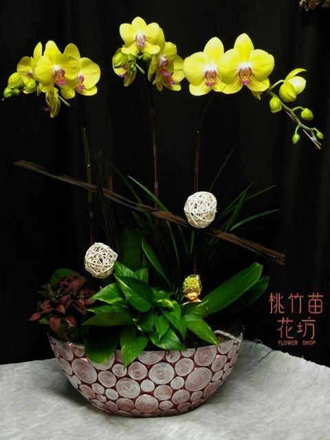 (012)蘭花盆花