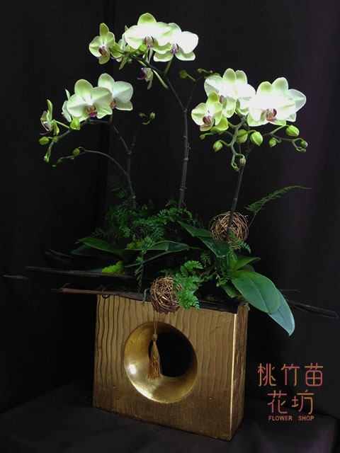 (009)蘭花盆花