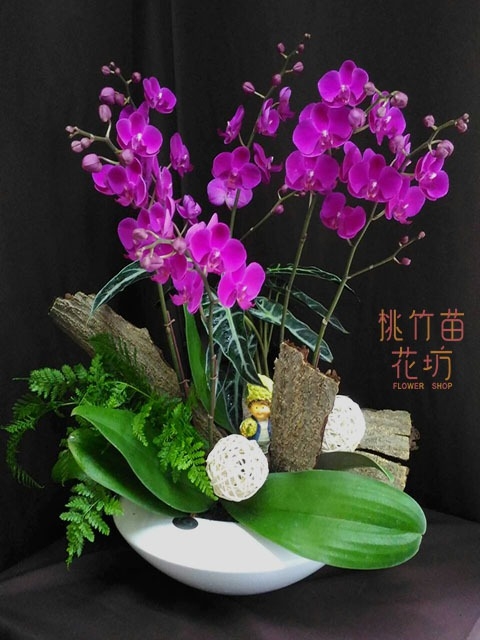 (008)蘭花盆花